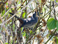 Gray Catbird 9330